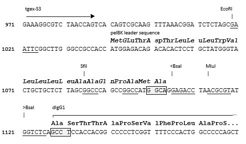 TGEX-HC-dG1-Zeo cloning site